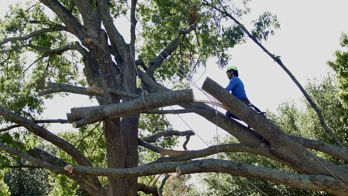Professional Crown Thinning performed by certified arborists in Osceola